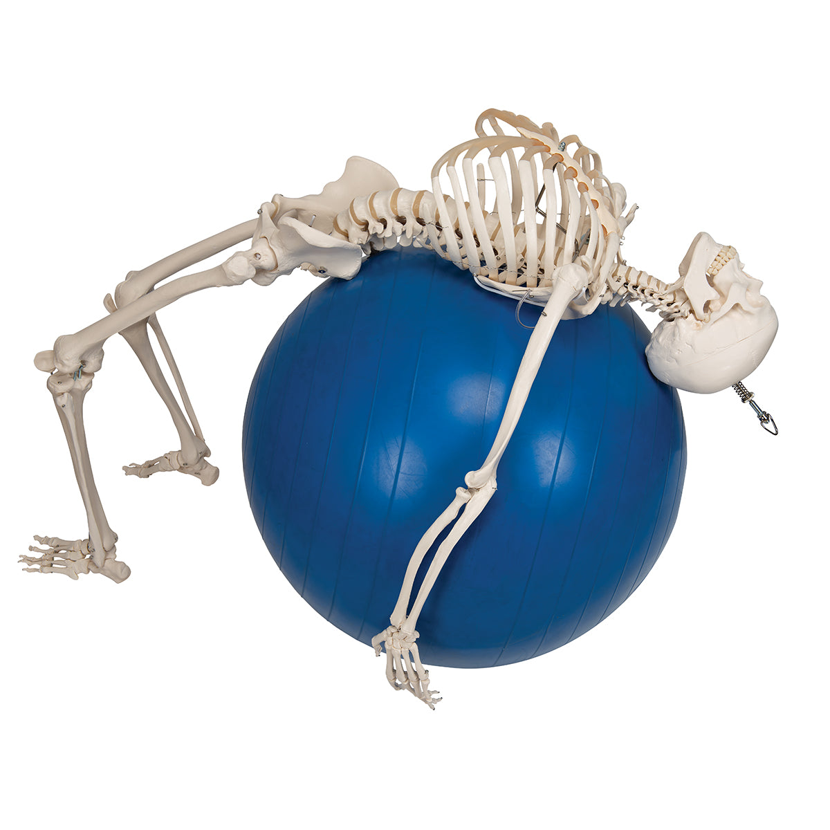 Physiological Human Skeleton Model Phil on Hanging Stand