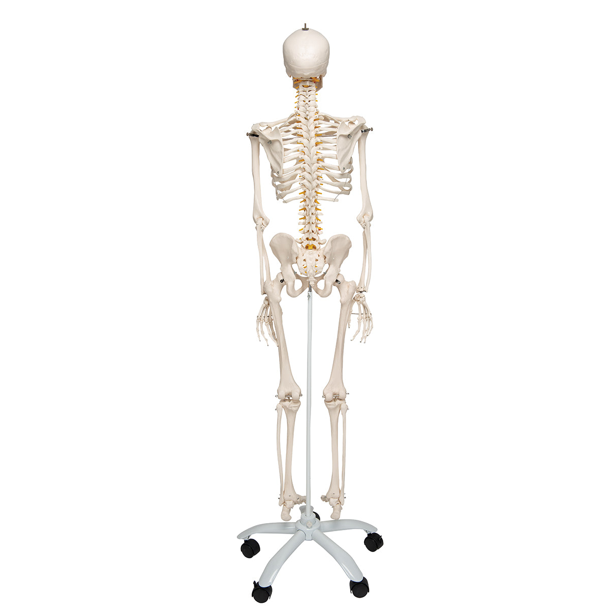 Flexible Human Skeleton Model Fred