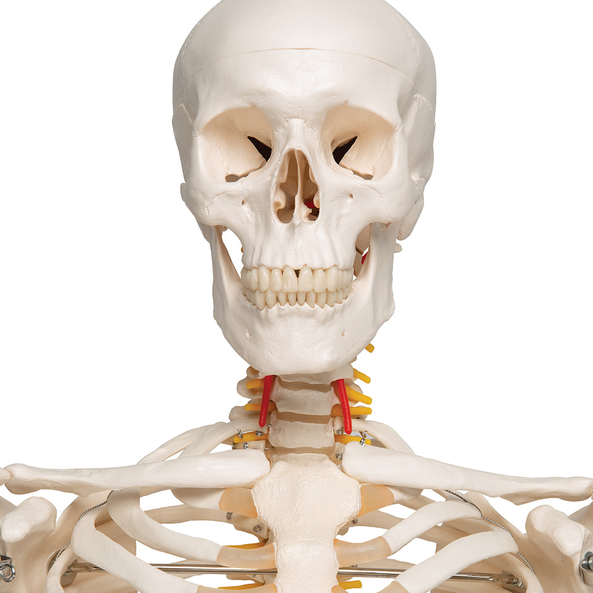 Flexible Human Skeleton Model Fred