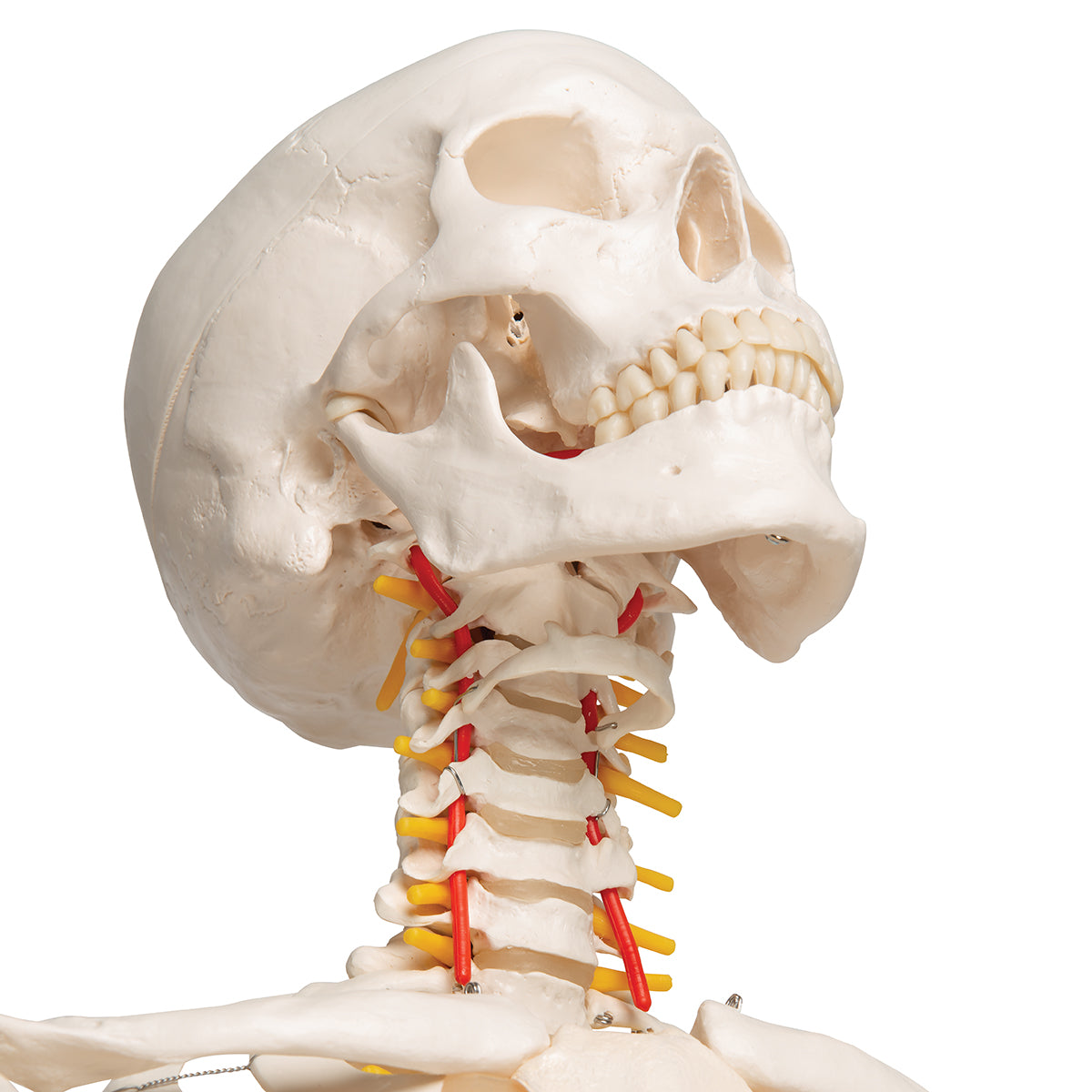 Flexible Human Skeleton Model Fred