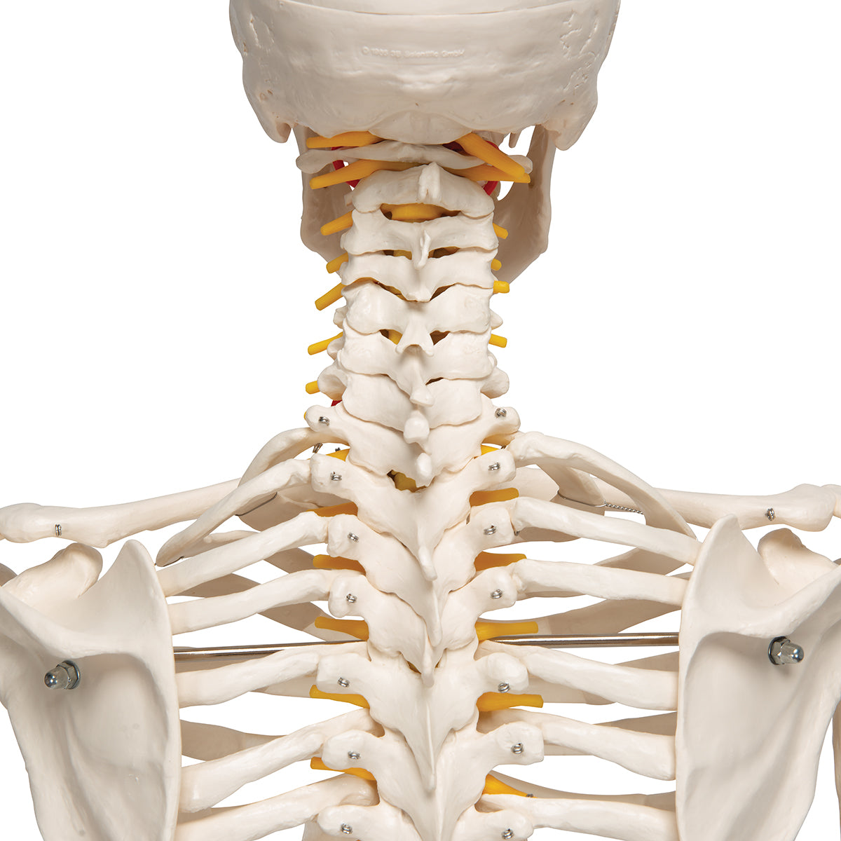 Flexible Human Skeleton Model Fred