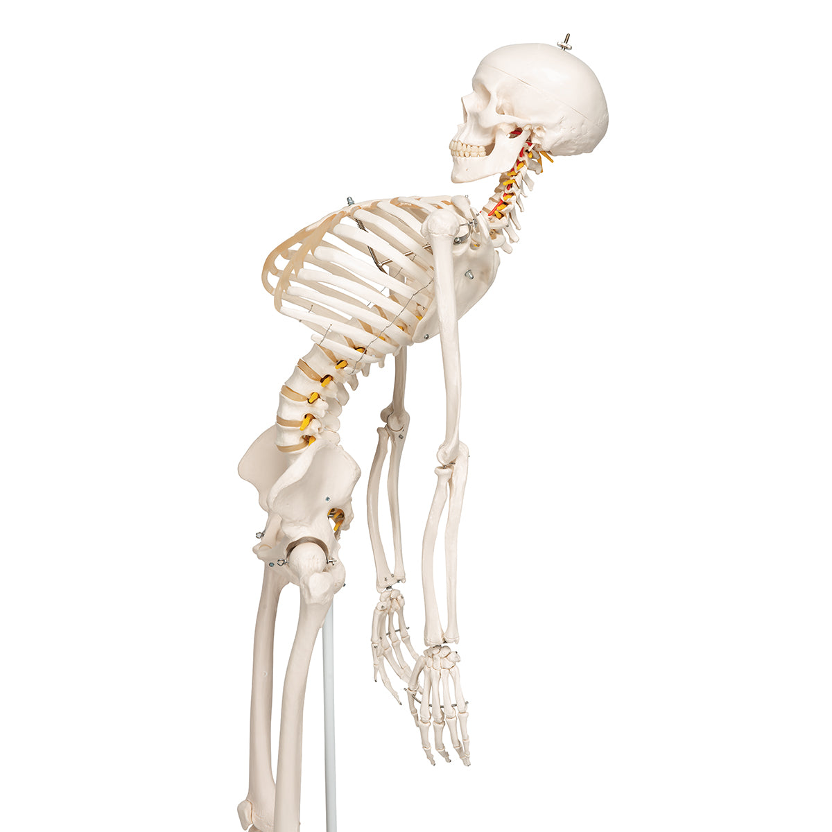 Flexible Human Skeleton Model Fred