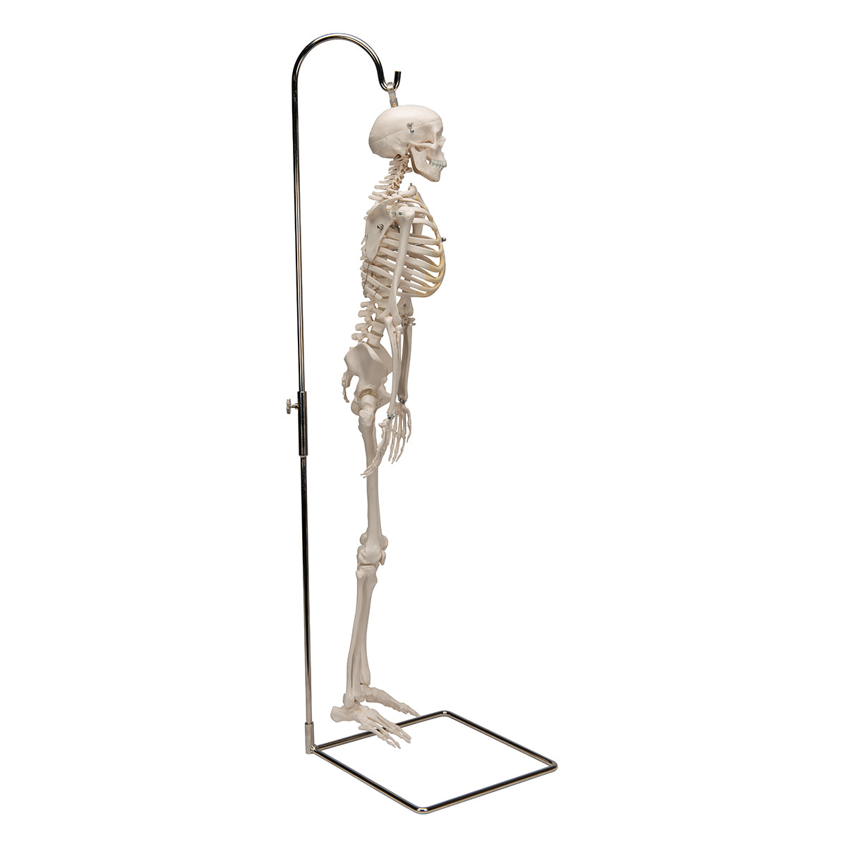 Mini Human Skeleton Model Shorty on Hanging Stand, Half Natural Size