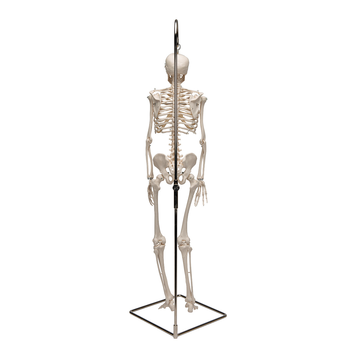 Mini Human Skeleton Model Shorty on Hanging Stand, Half Natural Size