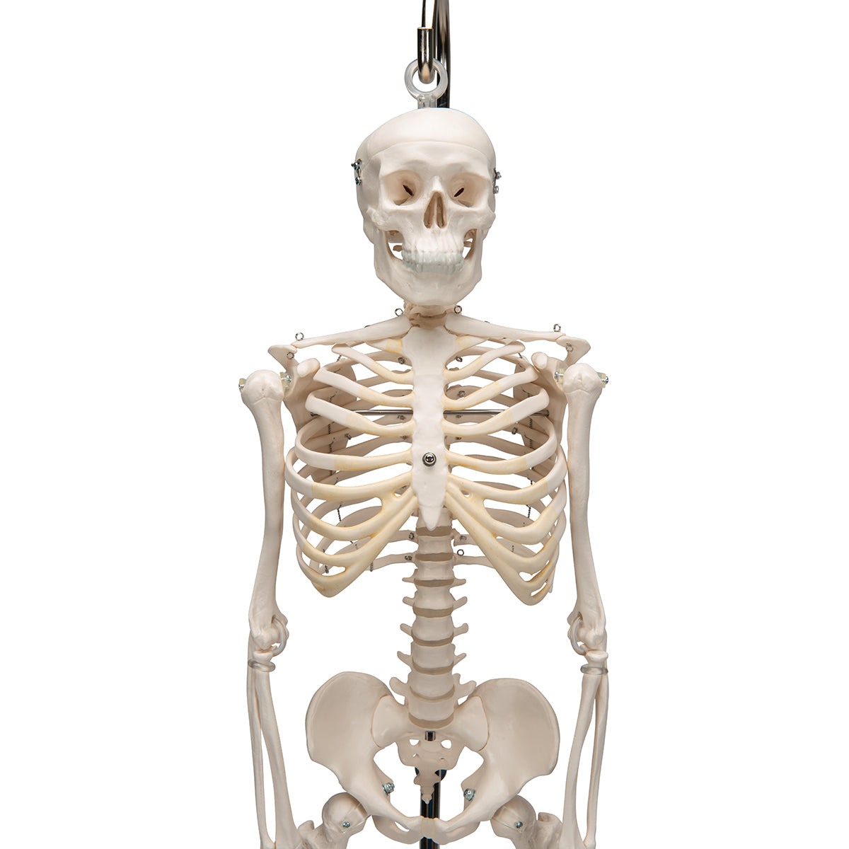 Mini Human Skeleton Model Shorty on Hanging Stand, Half Natural Size