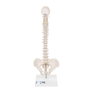 Mini Human Spinal Column Model, Flexible Mounted, on Removable Base