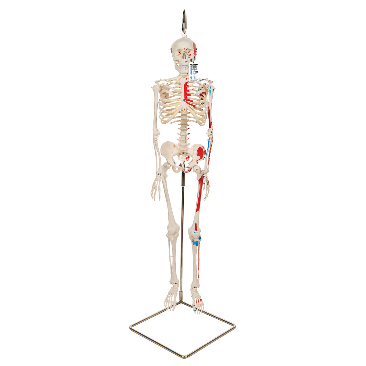 Mini Human Skeleton Shorty with Painted Muscles on Hanging Stand, Half Natural Size