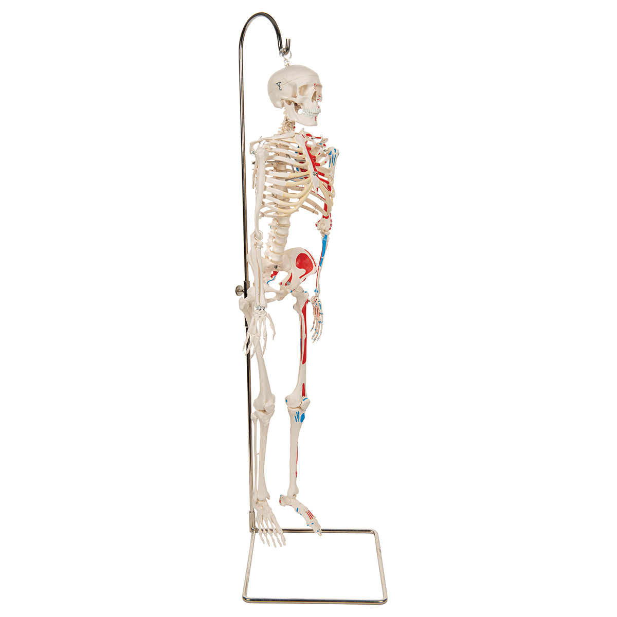 Mini Human Skeleton Shorty with Painted Muscles on Hanging Stand, Half Natural Size