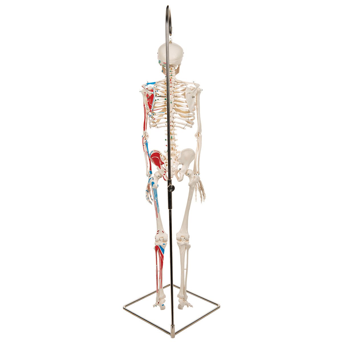 Mini Human Skeleton Shorty with Painted Muscles on Hanging Stand, Half Natural Size