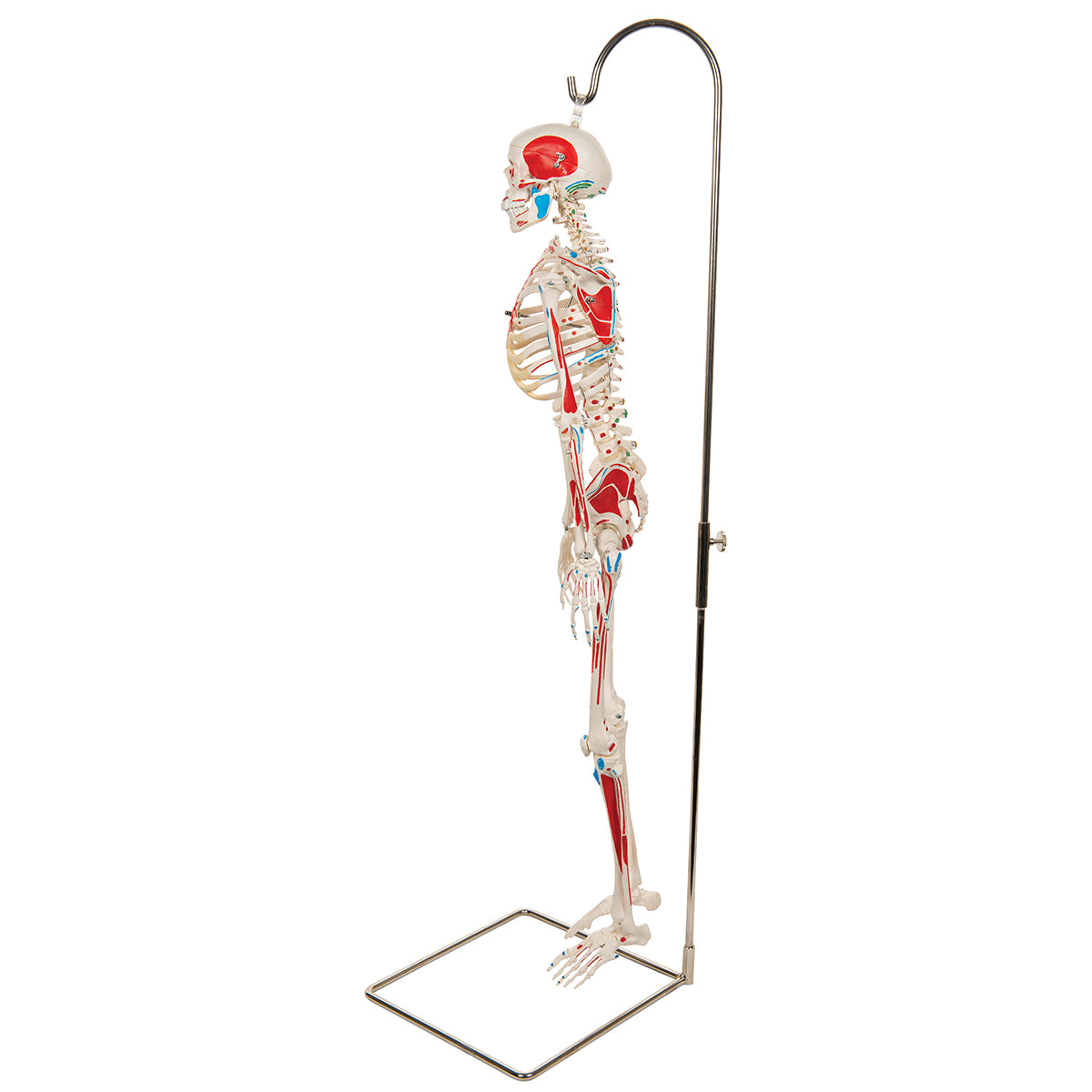 Mini Human Skeleton Shorty with Painted Muscles on Hanging Stand, Half Natural Size