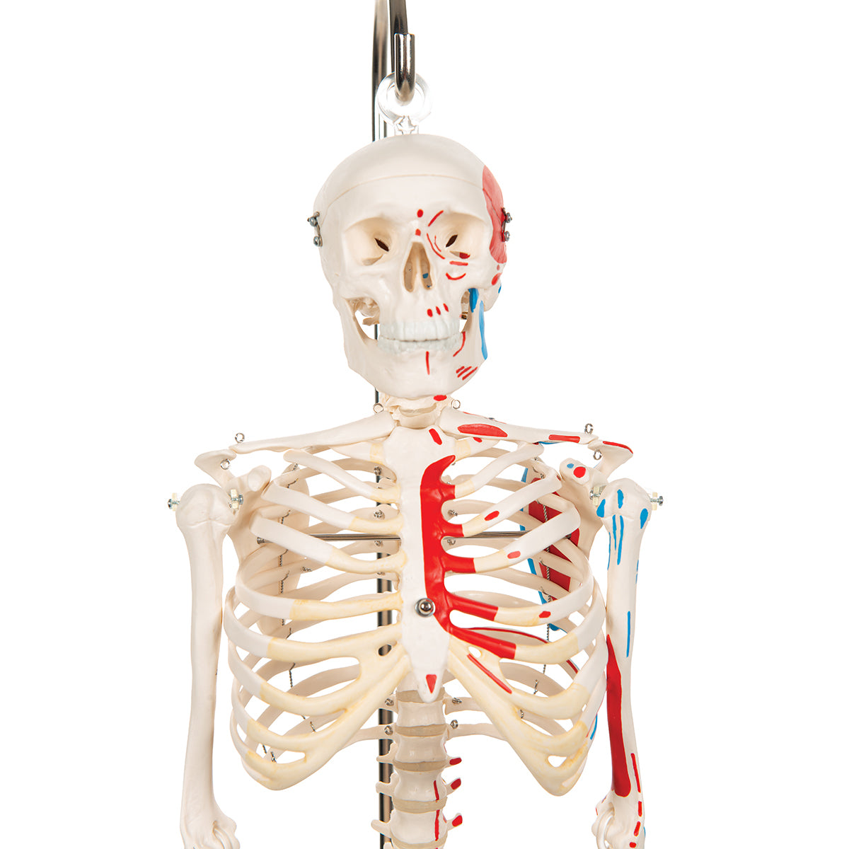 Mini Human Skeleton Shorty with Painted Muscles on Hanging Stand, Half Natural Size