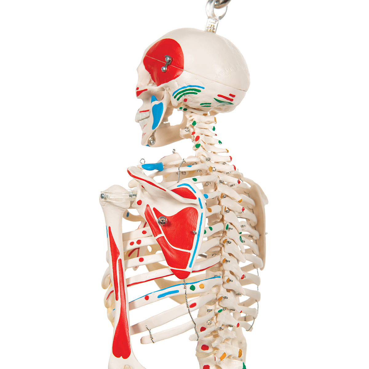 Mini Human Skeleton Shorty with Painted Muscles on Hanging Stand, Half Natural Size