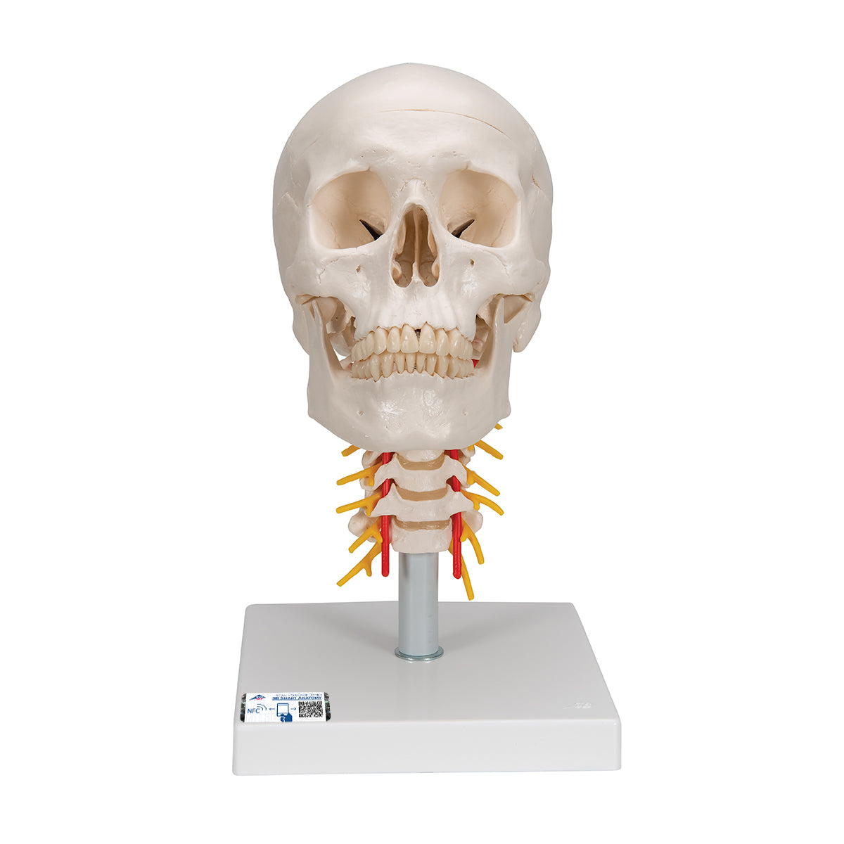 Human Skull Model on Cervical Spine, 4 part