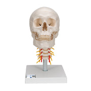 Human Skull Model on Cervical Spine, 4 part