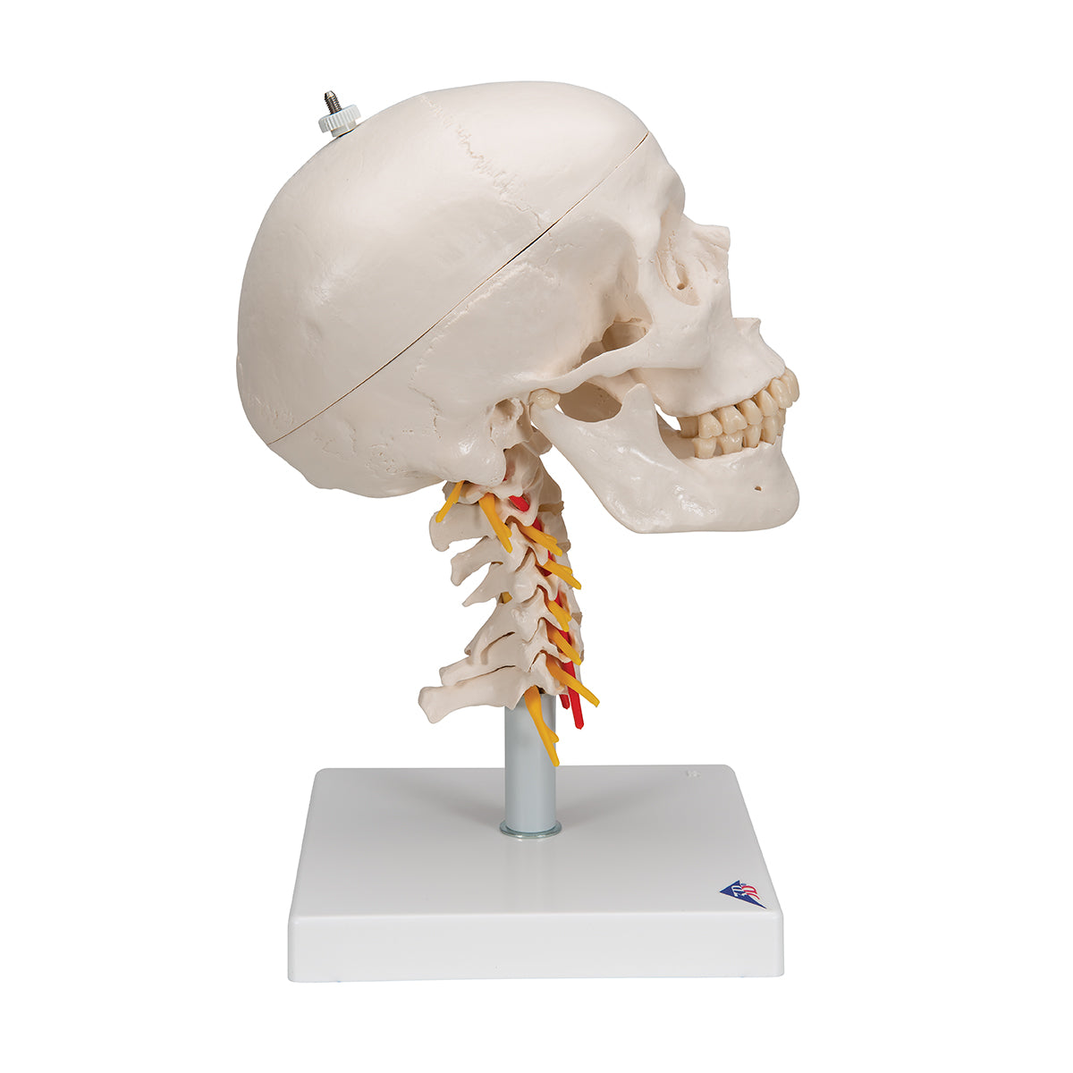 Human Skull Model on Cervical Spine, 4 part