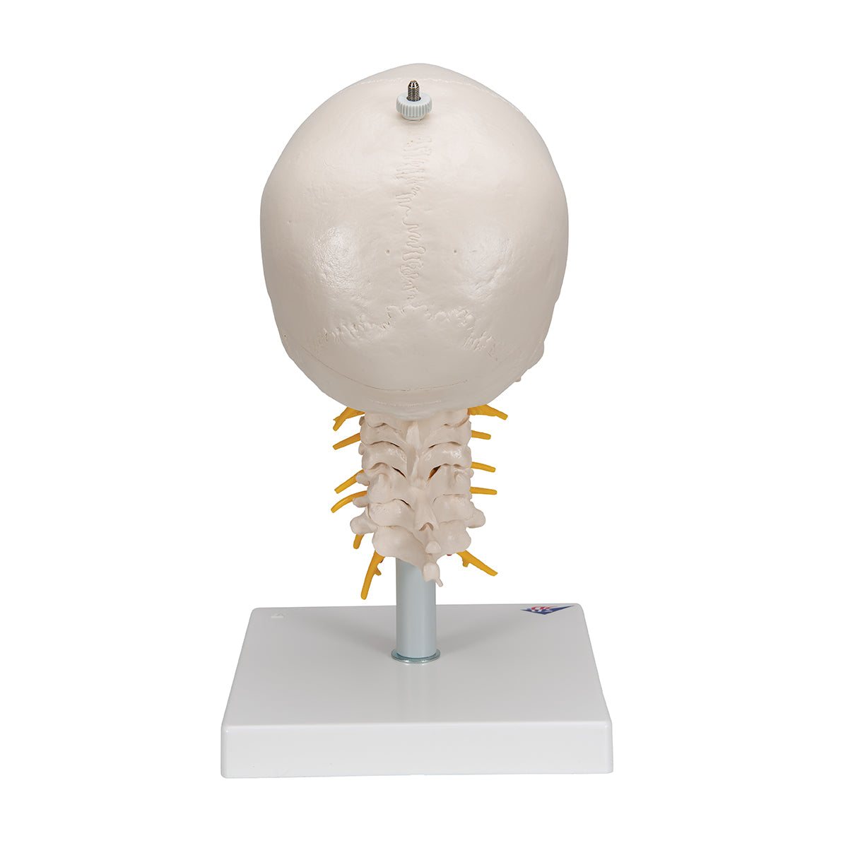 Human Skull Model on Cervical Spine, 4 part