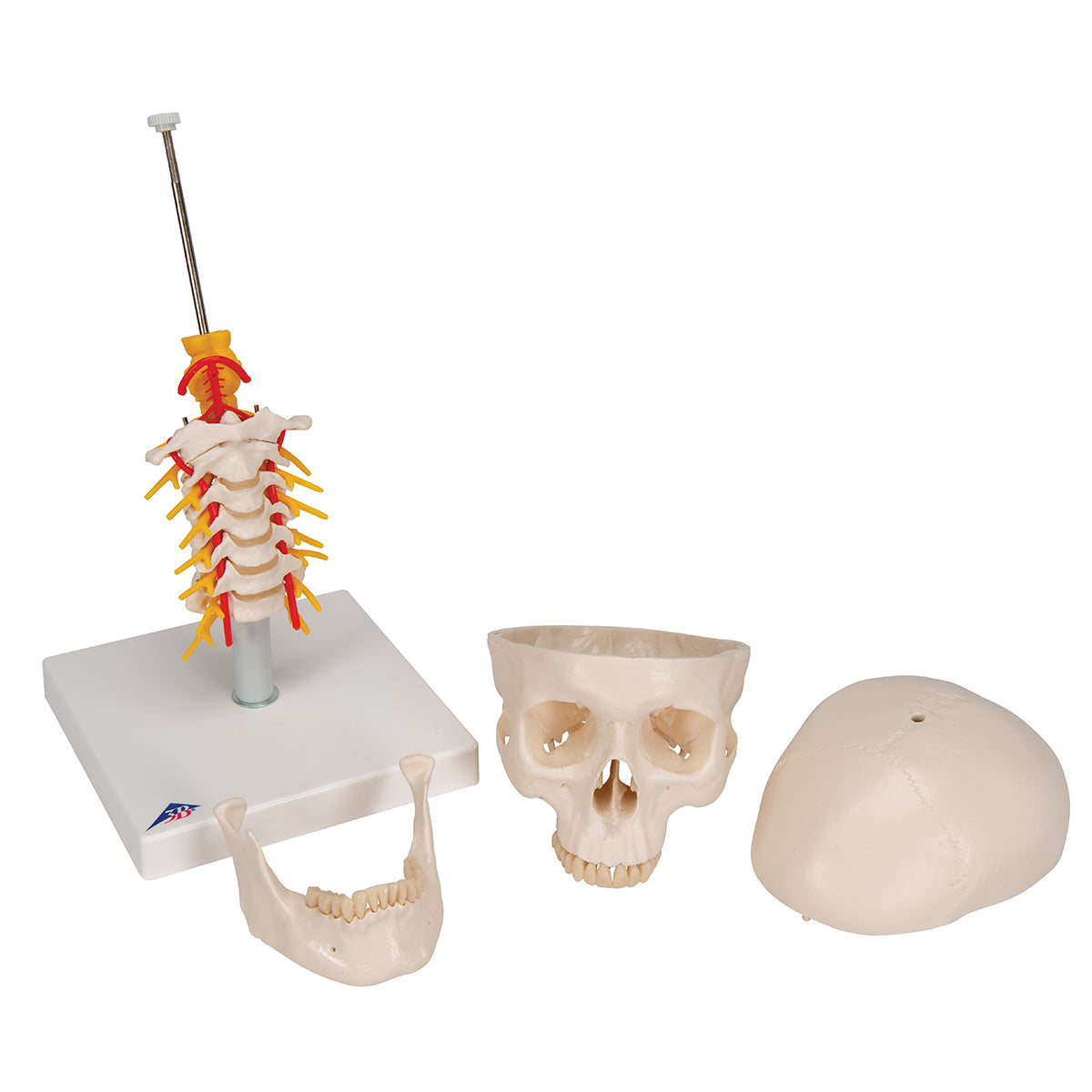 Human Skull Model on Cervical Spine, 4 part