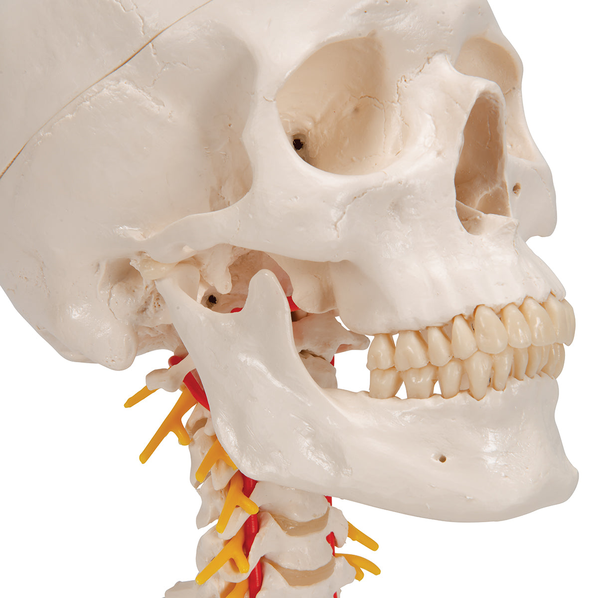 Human Skull Model on Cervical Spine, 4 part