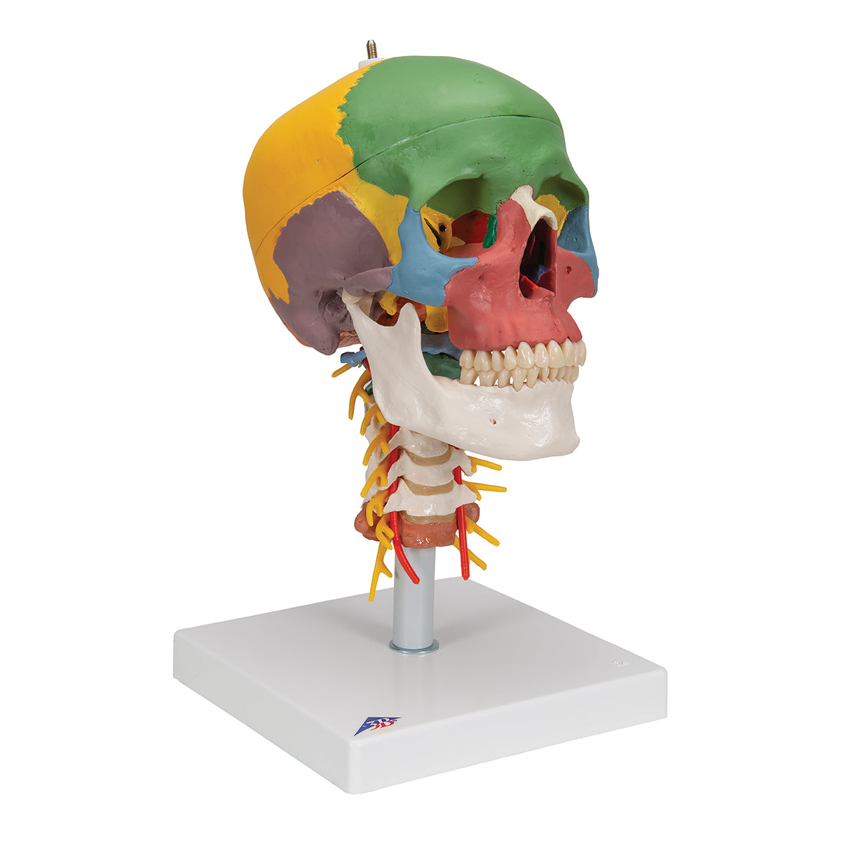 Didactic Human Skull Model on Cervical Spine, 4 part