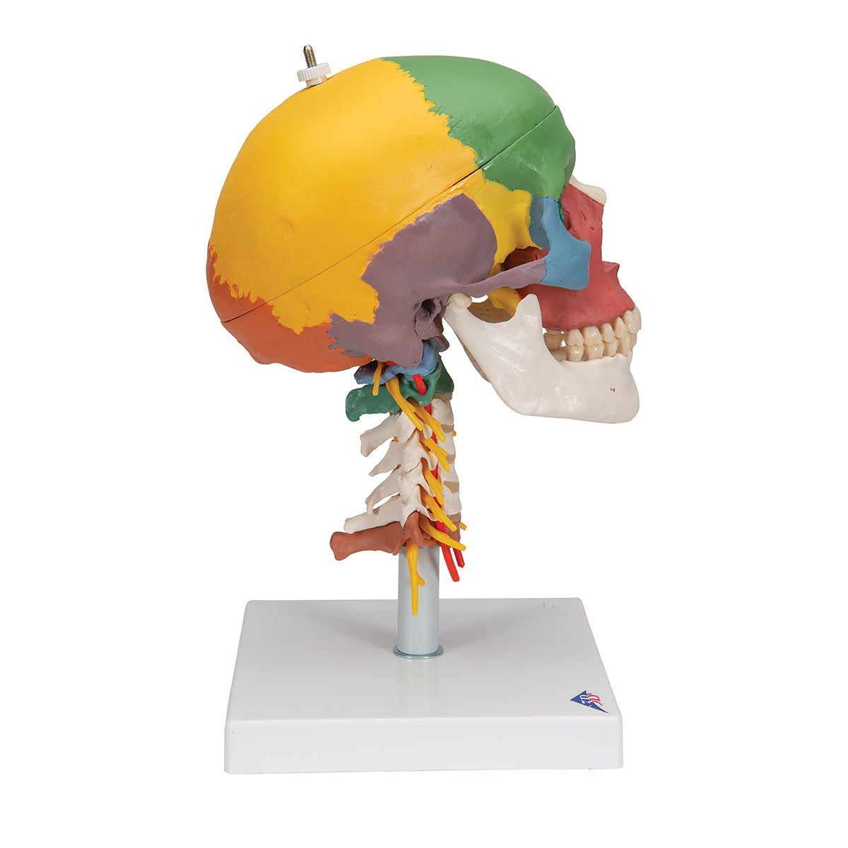 Didactic Human Skull Model on Cervical Spine, 4 part