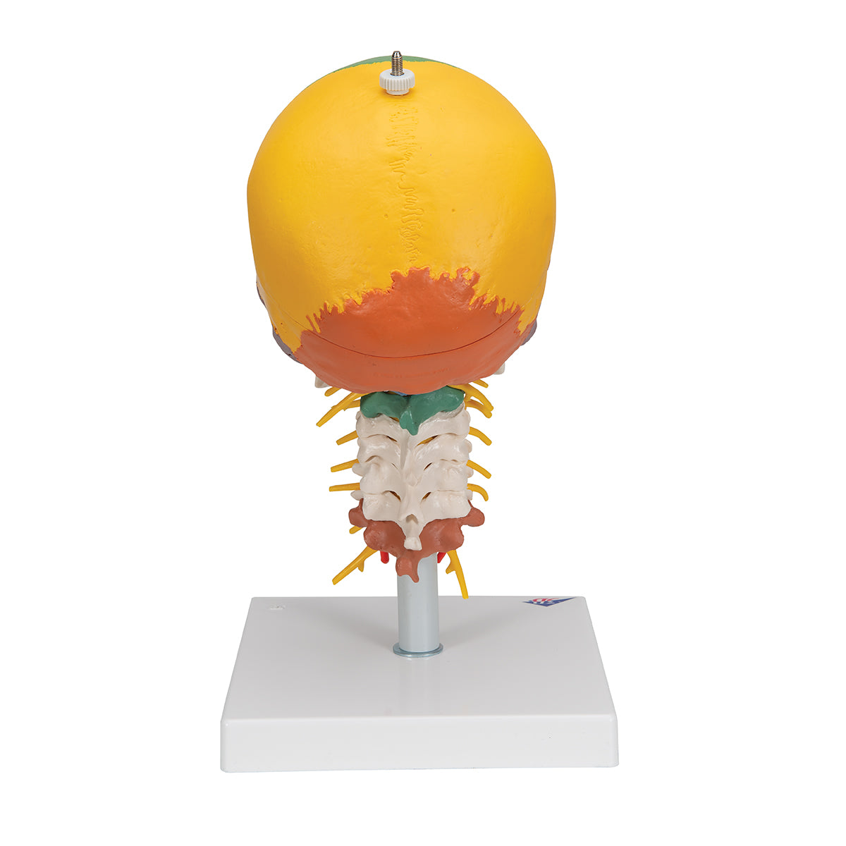 Didactic Human Skull Model on Cervical Spine, 4 part