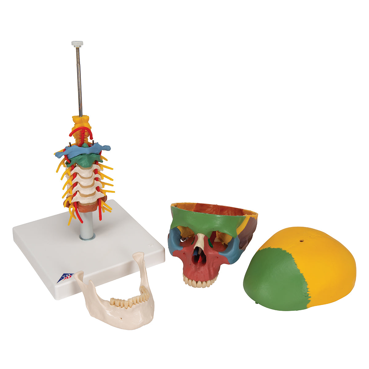 Didactic Human Skull Model on Cervical Spine, 4 part