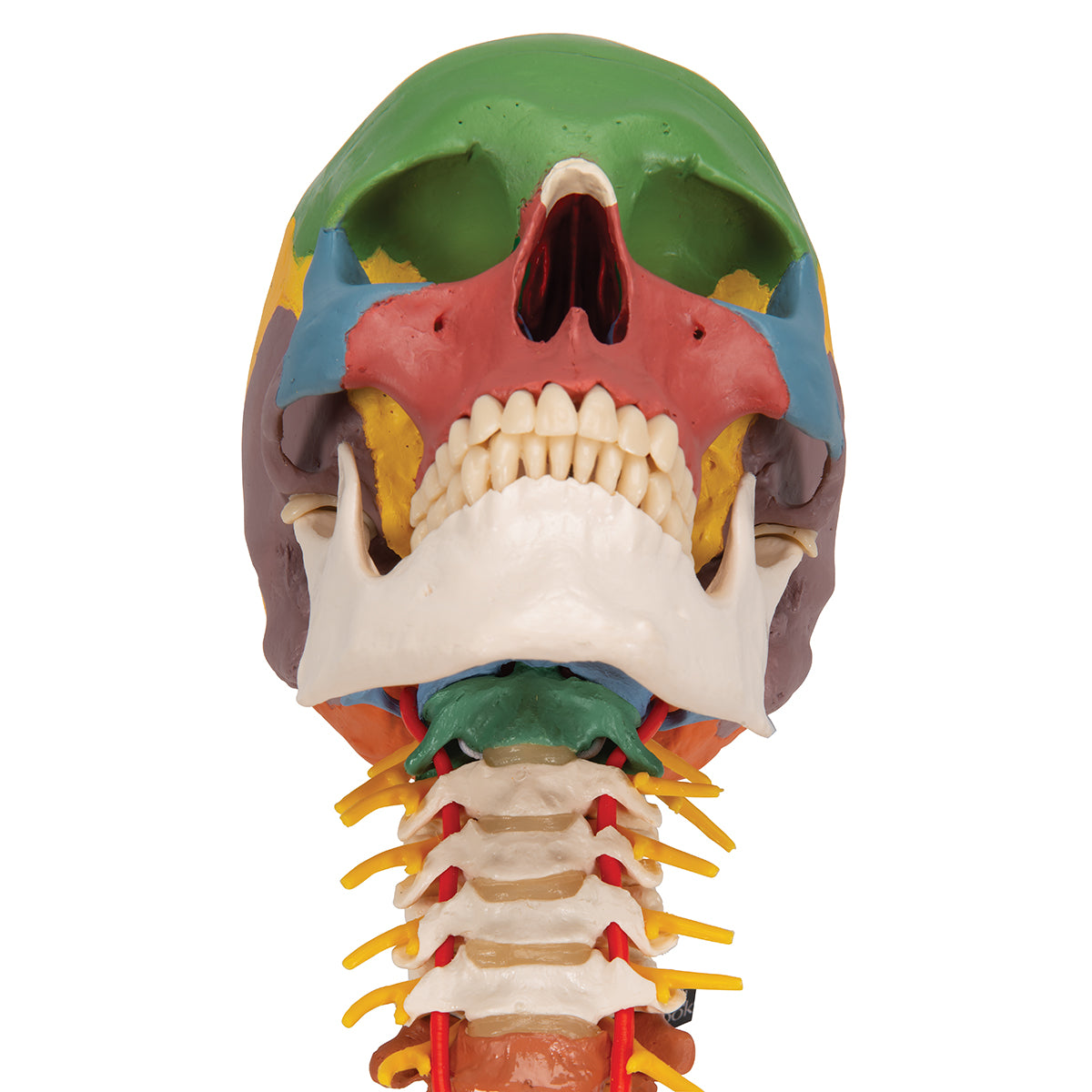 Didactic Human Skull Model on Cervical Spine, 4 part