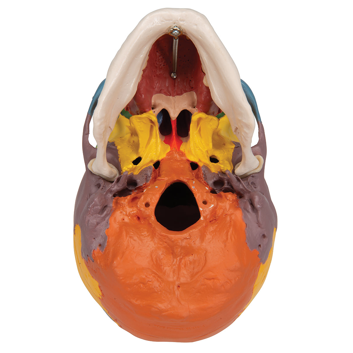 Didactic Human Skull Model on Cervical Spine, 4 part