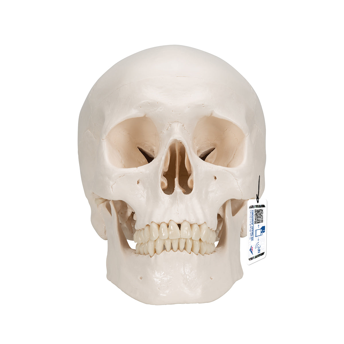 Classic Human Skull Model with Brain, 8-parts