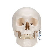 Classic Human Skull Model with Brain, 8-parts