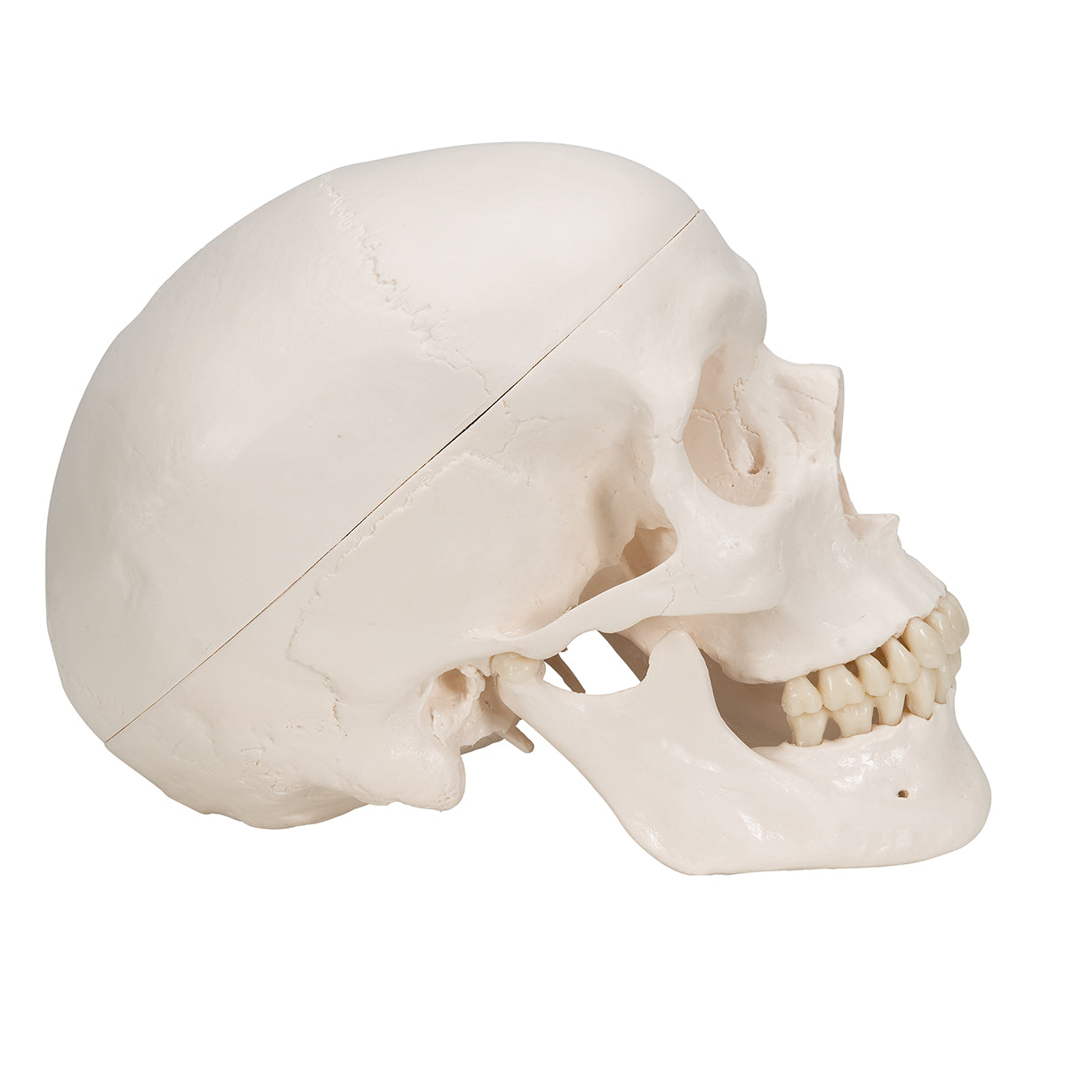 Classic Human Skull Model with Brain, 8-parts