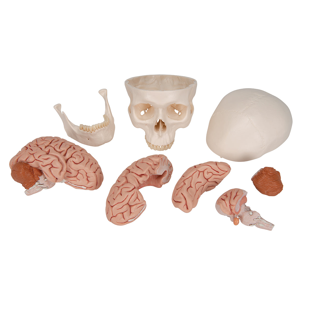 Classic Human Skull Model with Brain, 8-parts