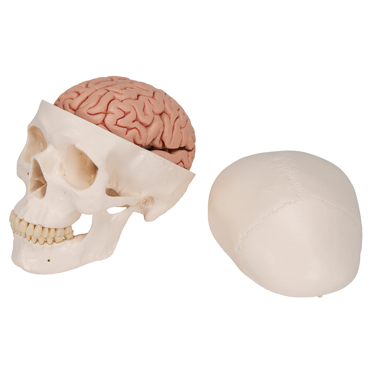 Classic Human Skull Model with Brain, 8-parts