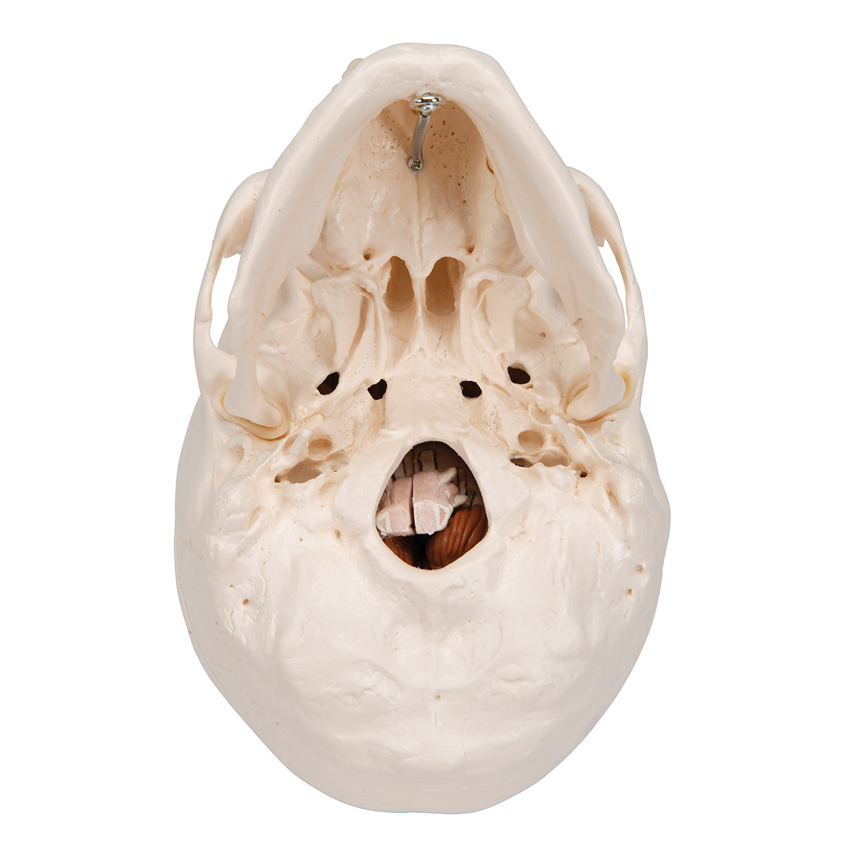 Classic Human Skull Model with Brain, 8-parts