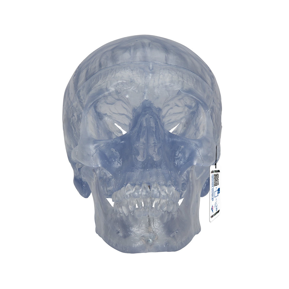 Transparent Classic Human Skull Model, 3 part