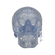 Transparent Classic Human Skull Model, 3 part