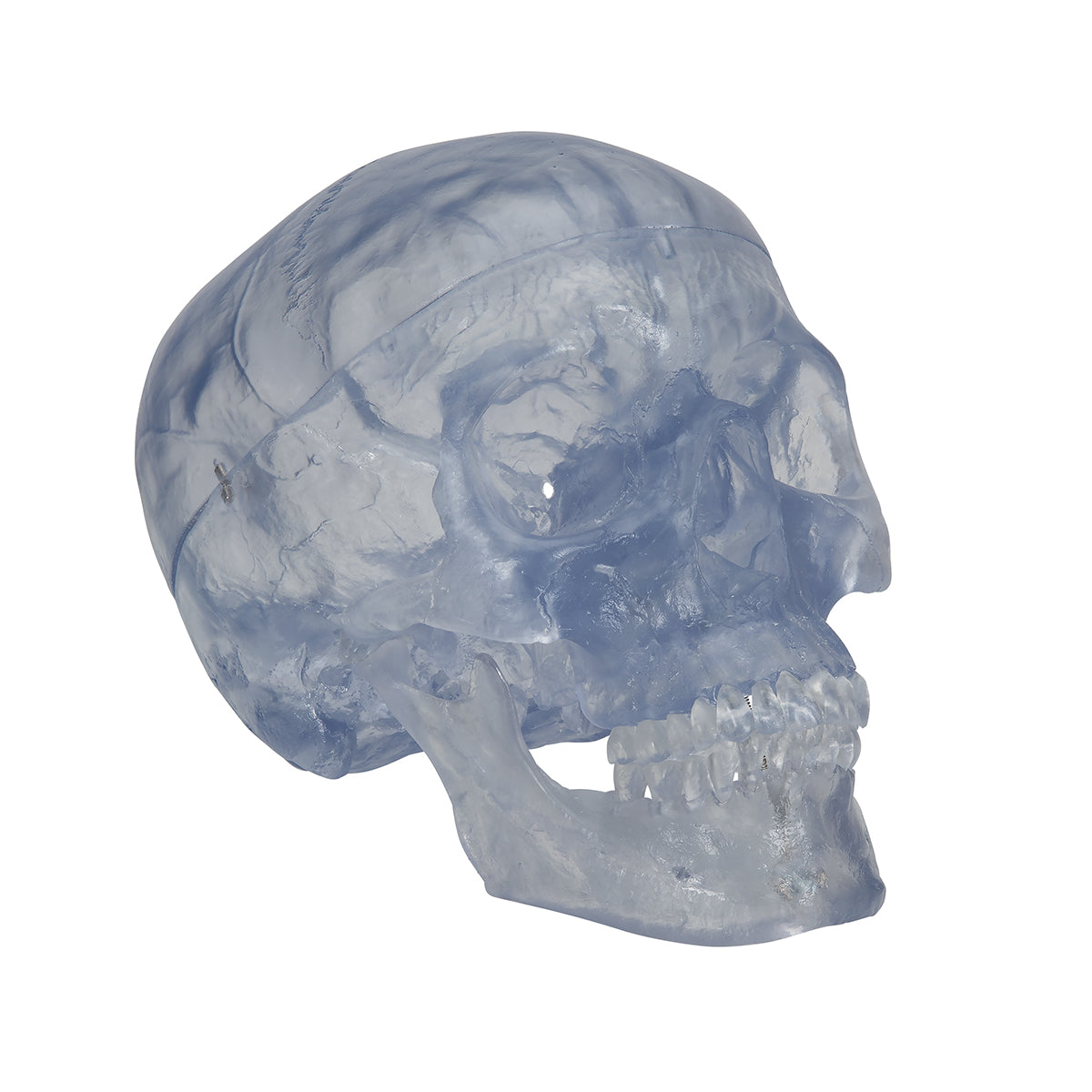 Transparent Classic Human Skull Model, 3 part