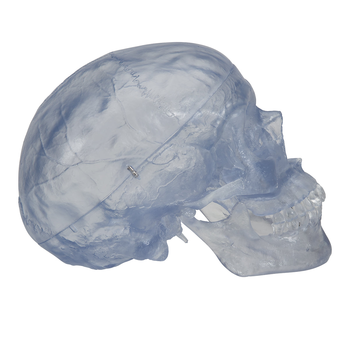 Transparent Classic Human Skull Model, 3 part