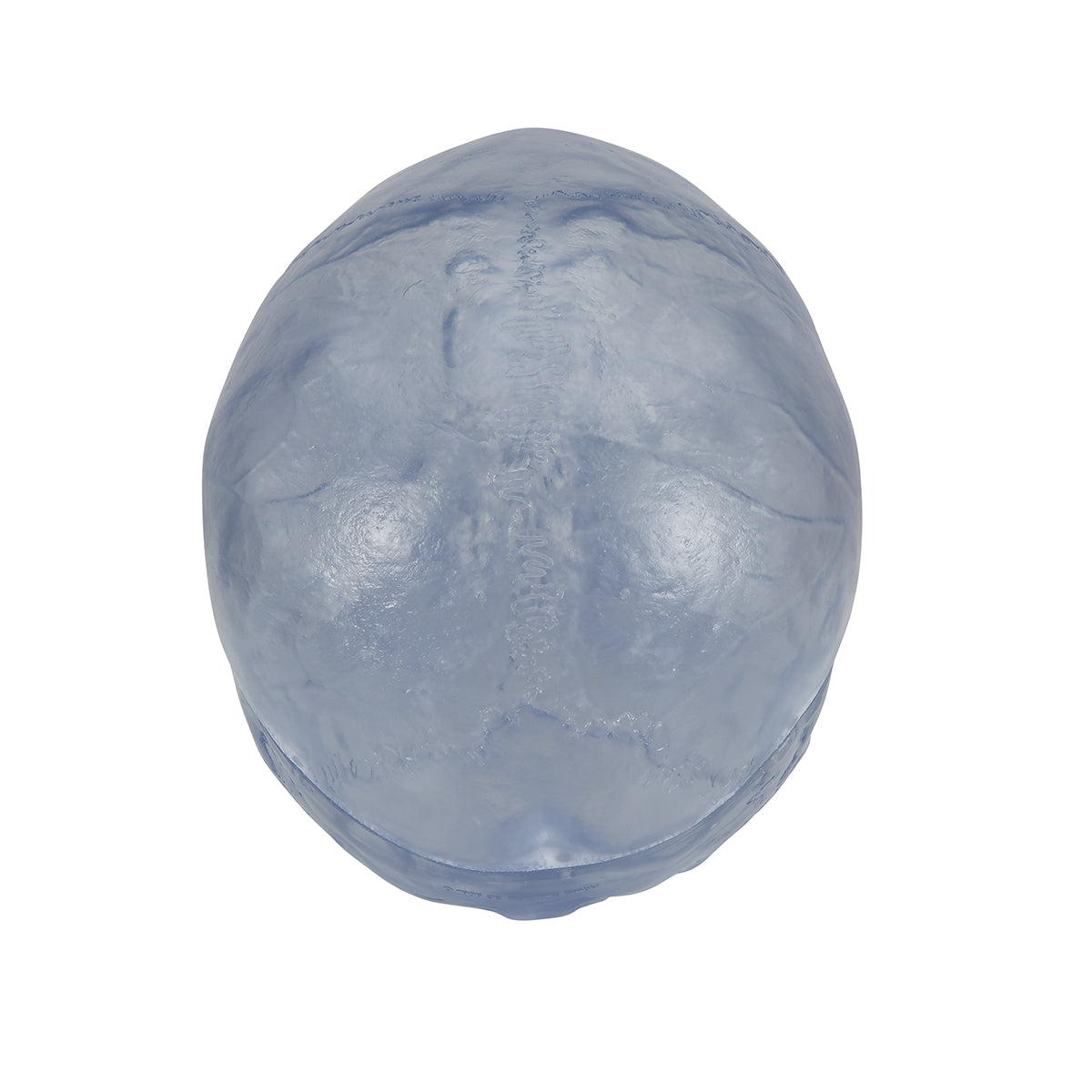 Transparent Classic Human Skull Model, 3 part