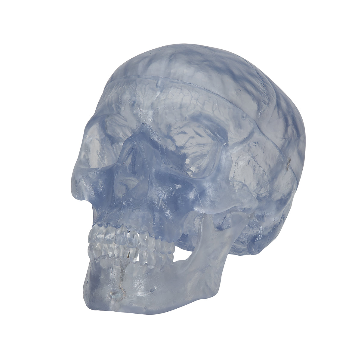 Transparent Classic Human Skull Model, 3 part