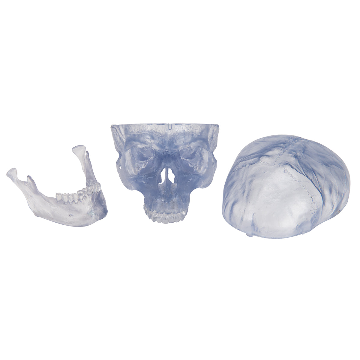 Transparent Classic Human Skull Model, 3 part