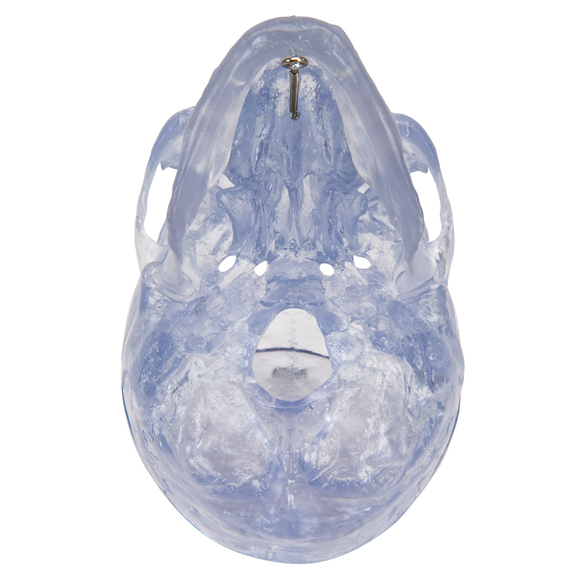 Transparent Classic Human Skull Model, 3 part