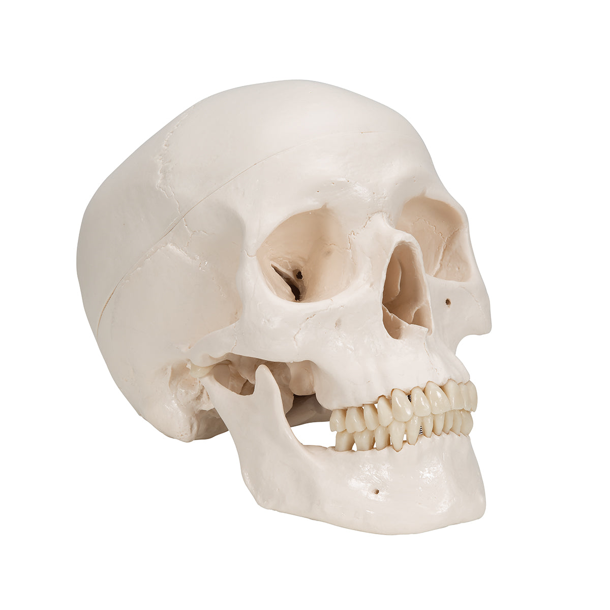 Classic Human Skull Model, 3 part