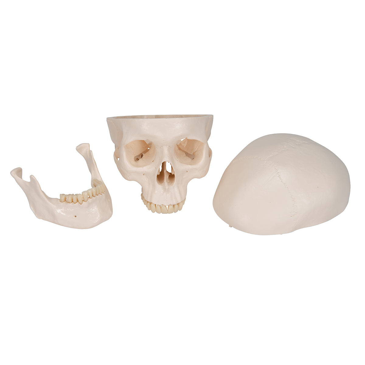 Classic Human Skull Model, 3 part