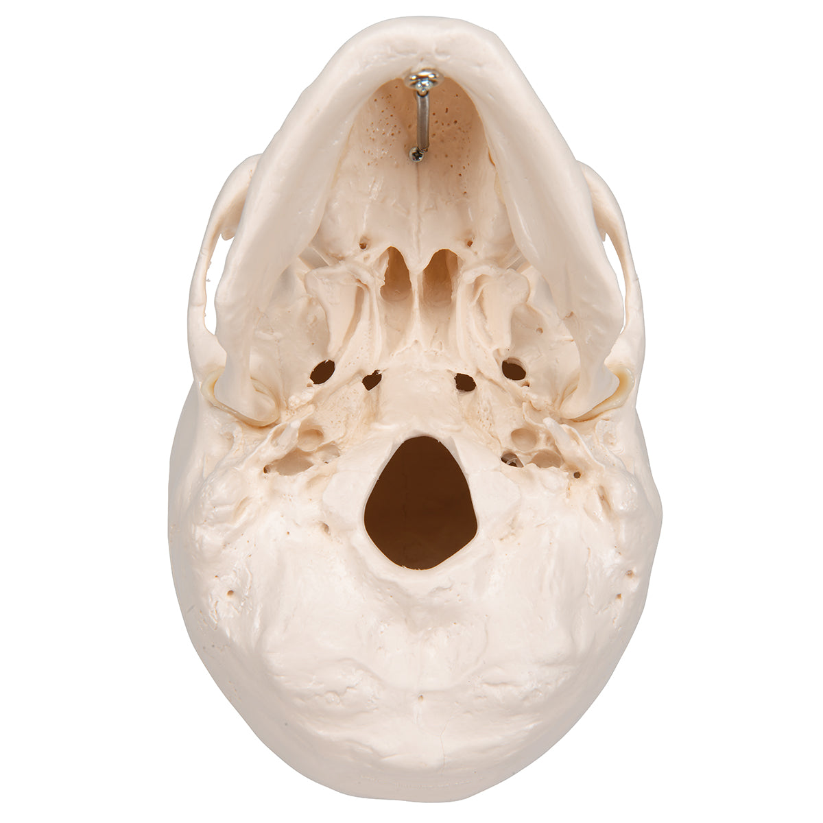 Classic Human Skull Model, 3 part