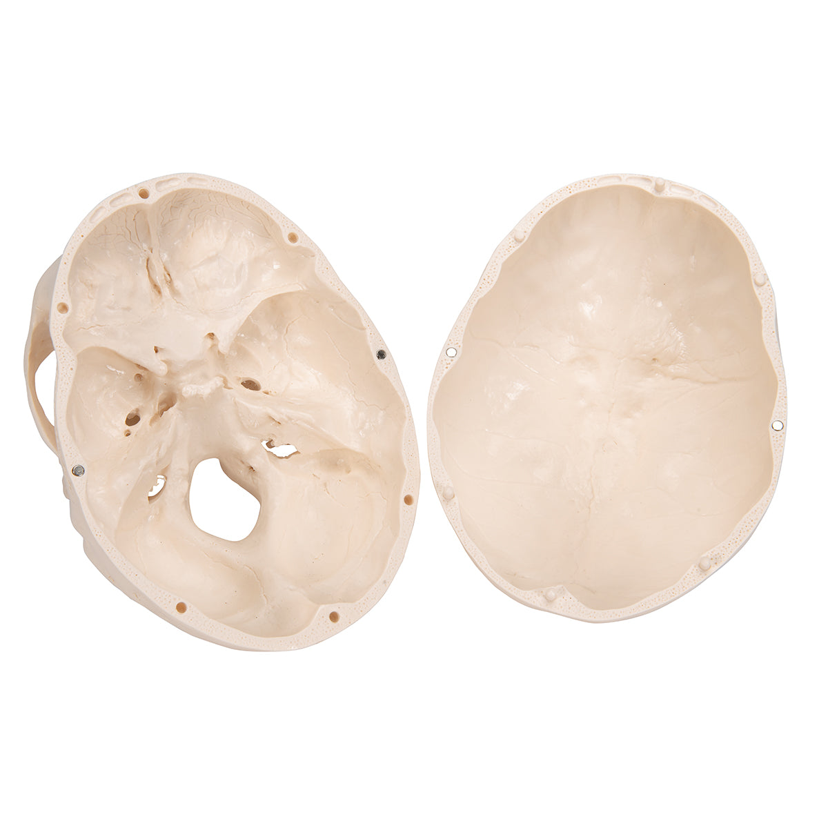Classic Human Skull Model, 3 part