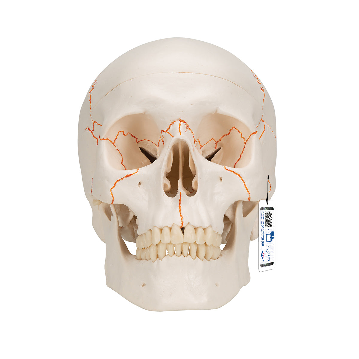 Human Classic Skull Model, 3 part