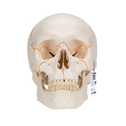 Human Classic Skull Model, 3 part