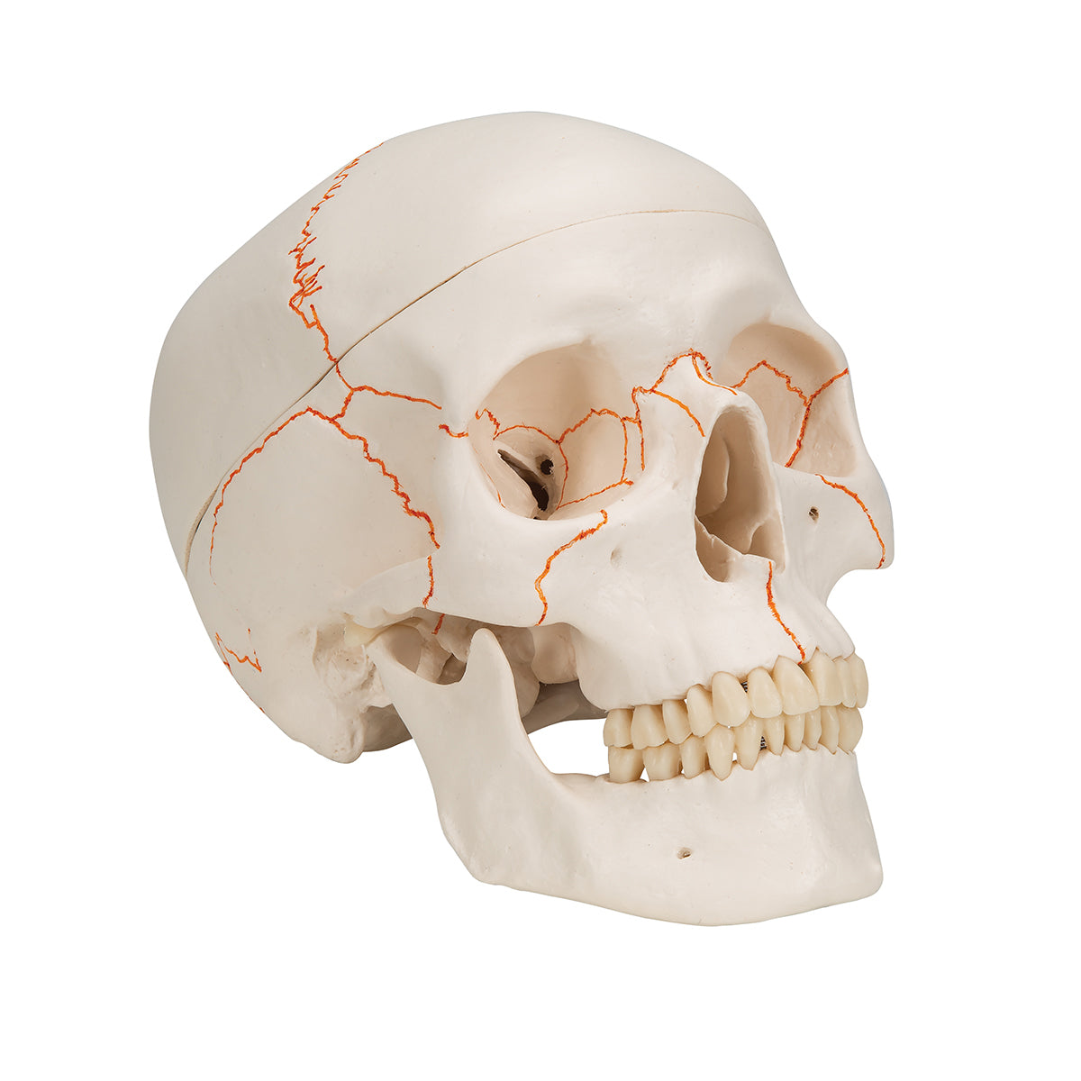 Human Classic Skull Model, 3 part