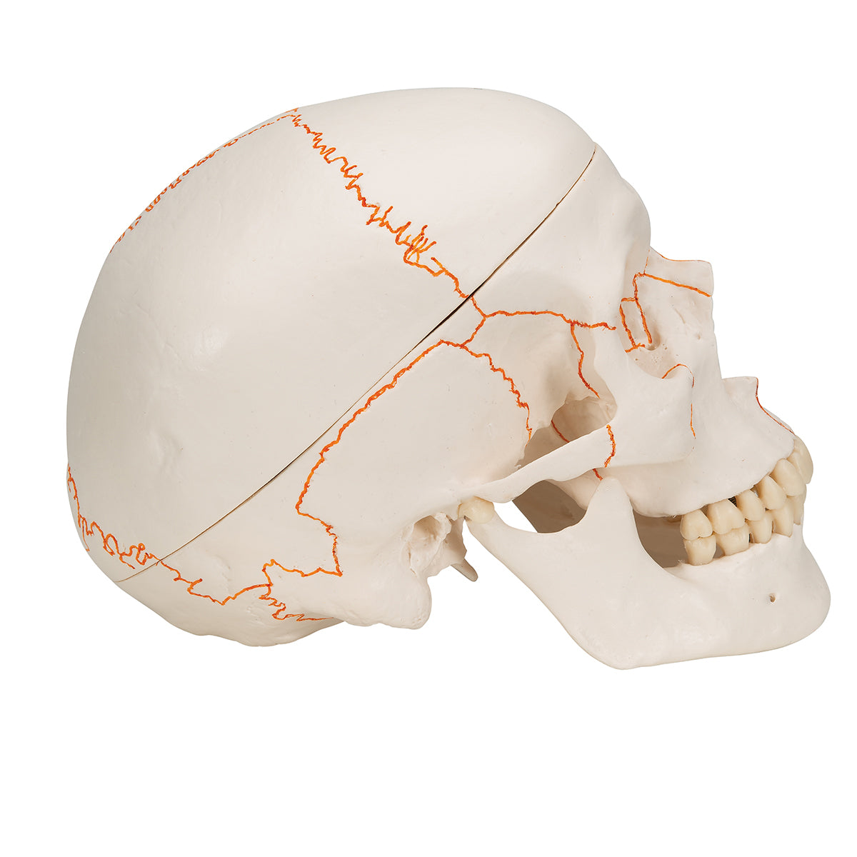 Human Classic Skull Model, 3 part